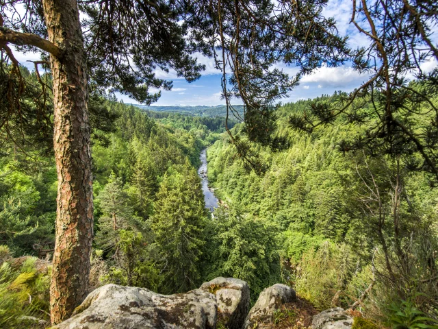 Gorges du Lignon vue depuis la route D103 entre Chambon-sur-Lignon et Tence