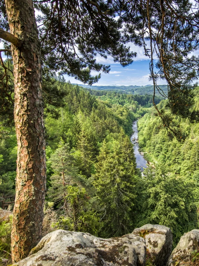 Gorges du Lignon vue depuis la route D103 entre Chambon-sur-Lignon et Tence