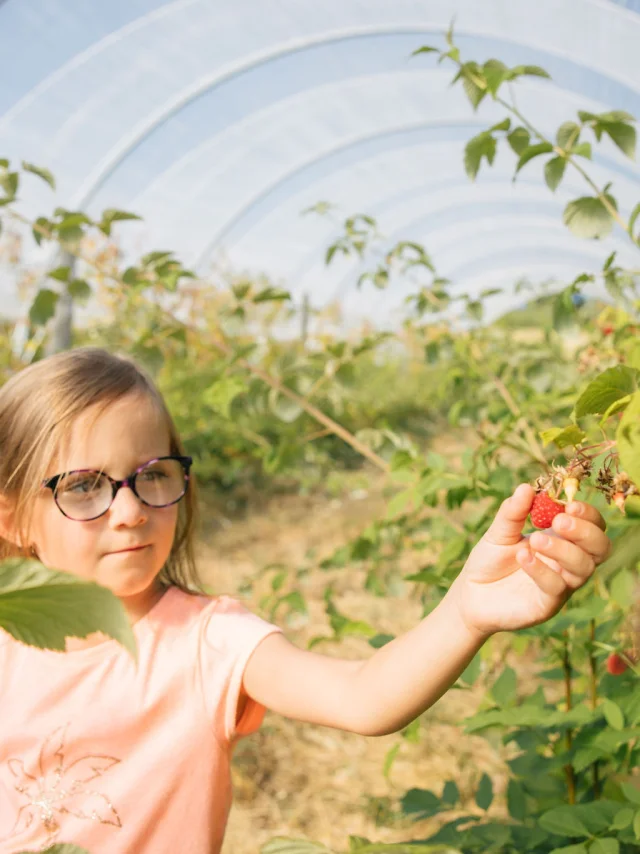 Little girl picking raspberries