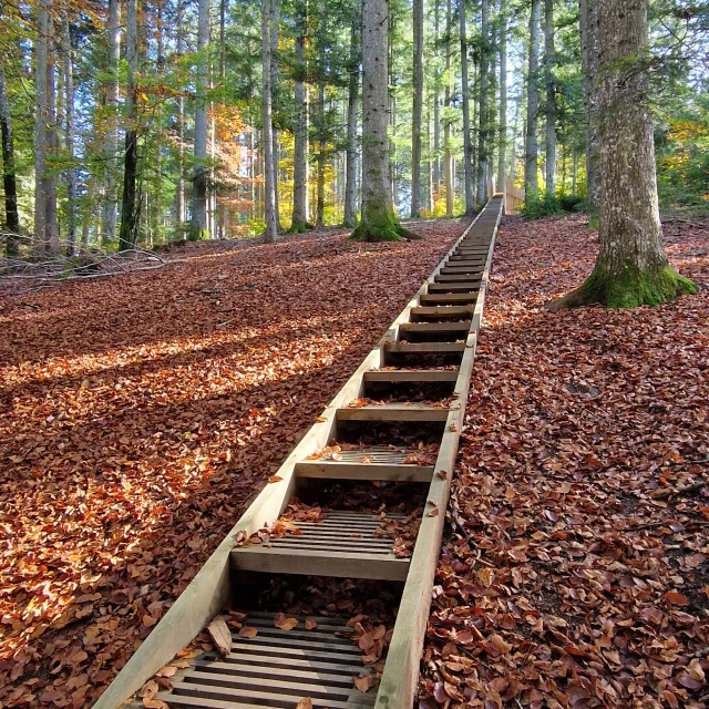 A Mi Bois en Automne au Bois Lambert