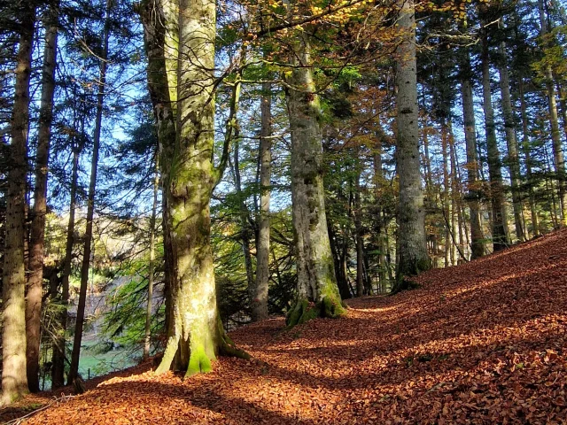 A Mi Bois en Automne au bois Lambert
