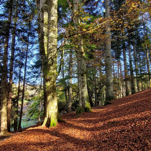 A Mi Bois en Automne au bois Lambert