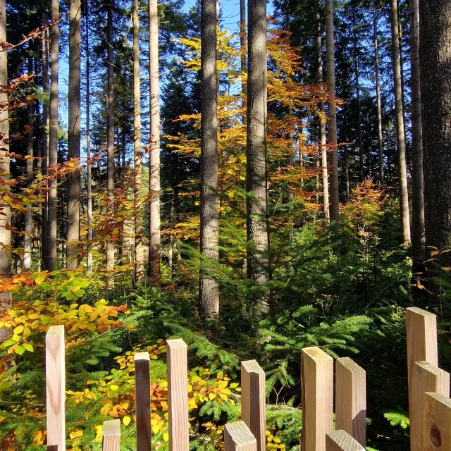 A Mi Bois en Automne au Bois Lambert