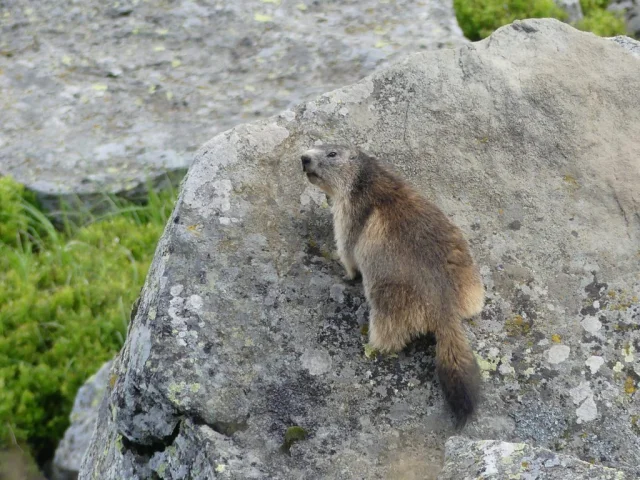 Marmotte au Mézenc