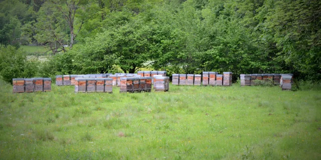 Les ruches du Rucher de Saint-Voy
