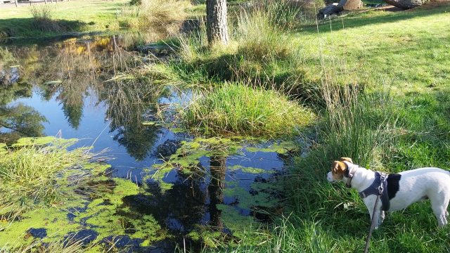 Un chien au bord de l'eau