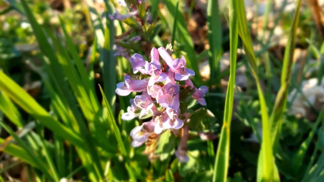 Fleurs De Printemps Au Bord Du Lignon PR 38