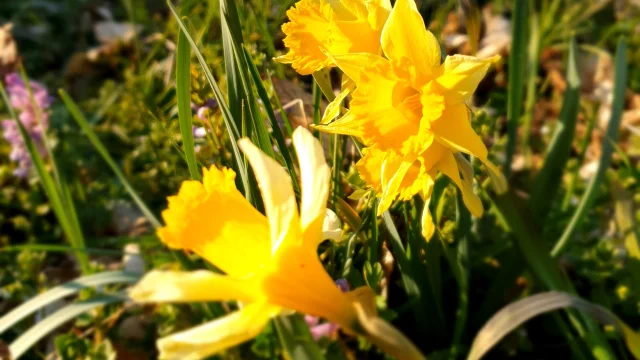 Jonquilles Au Bord Du Lignon PR 38