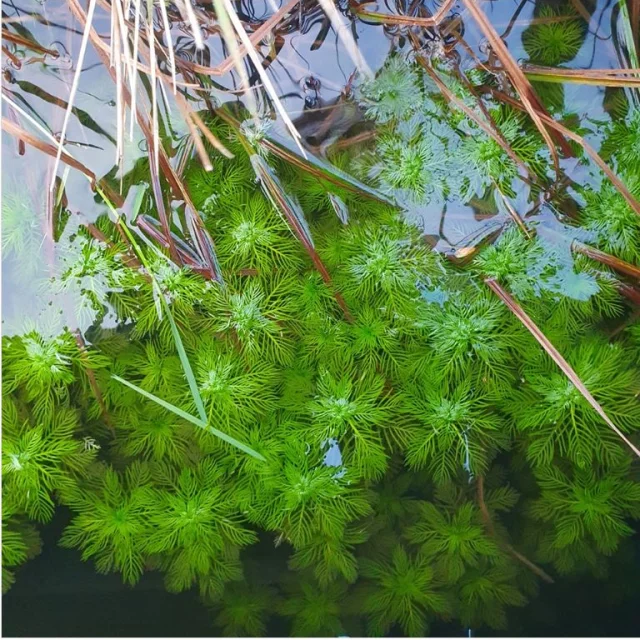 Etang des Barthes, Freycenet la Tour