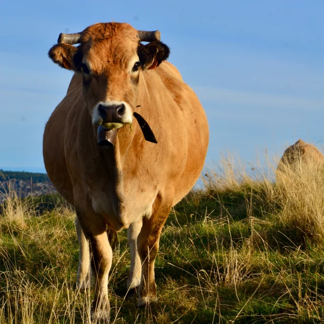 Vache Fin Gras du Mézenc