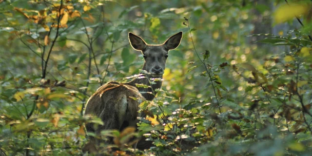 Biche dans un sous-bois