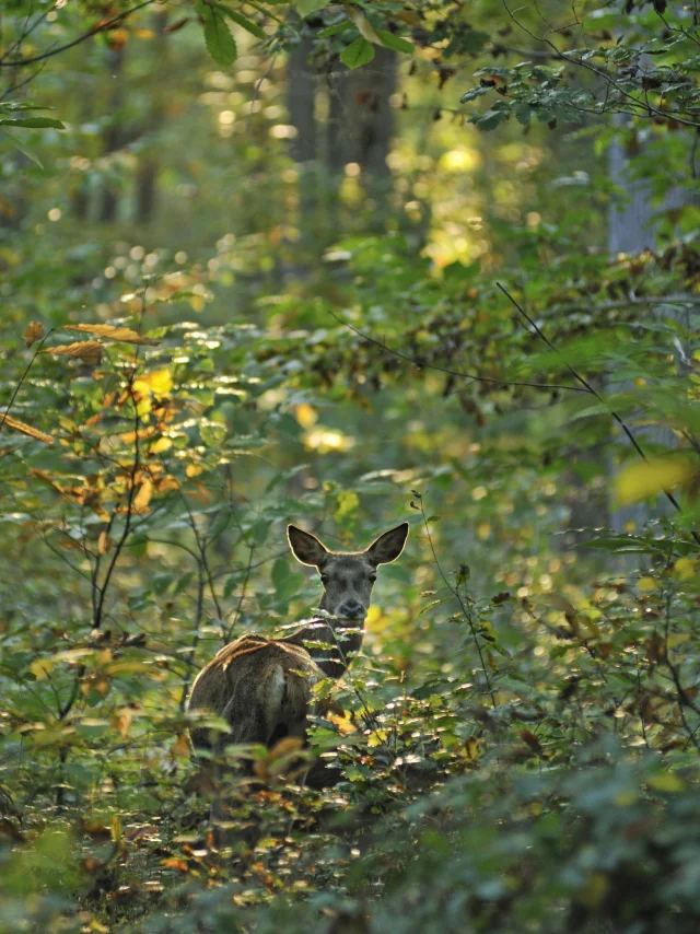 Biche dans un sous-bois