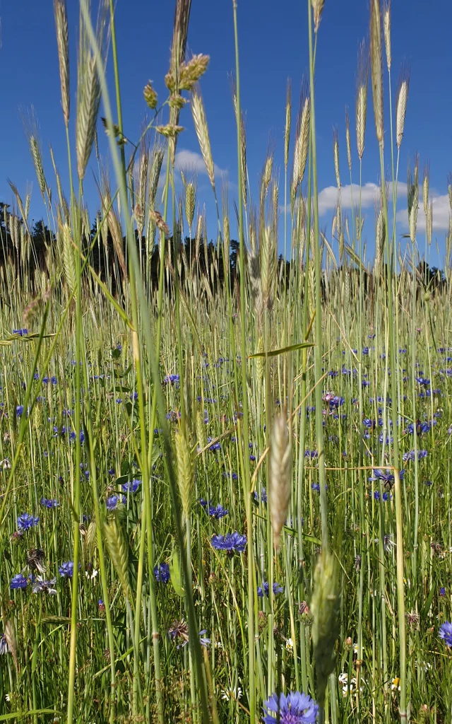Field of wheat and blueberries