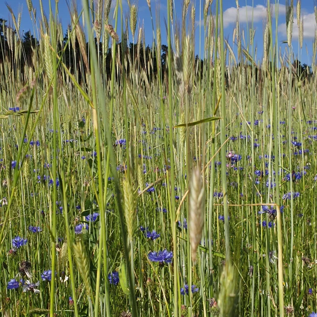 Champ de blé et bleuets