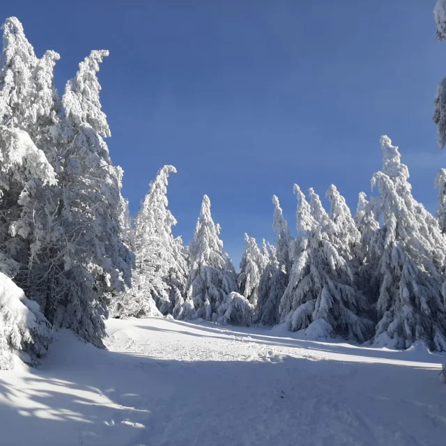 Forêt du Meygal