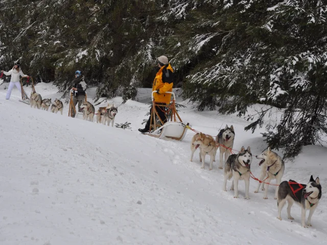 Chiens de traîneaux