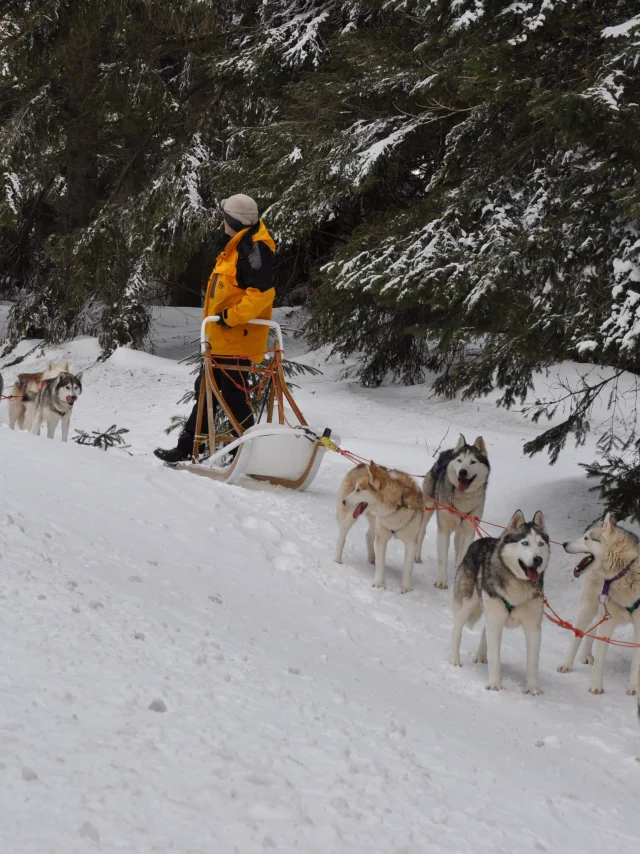 Chiens de traîneaux
