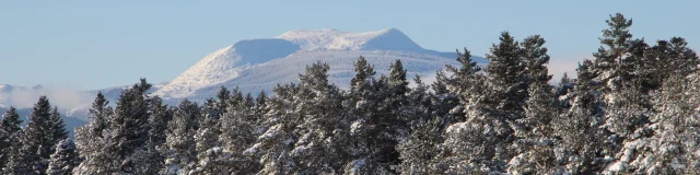 Forêt de sapin avec le Mont Mézenc en arrière plan