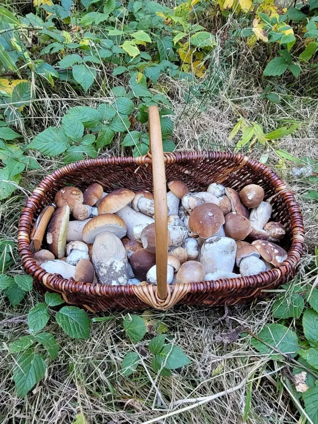 Panier de cèpes