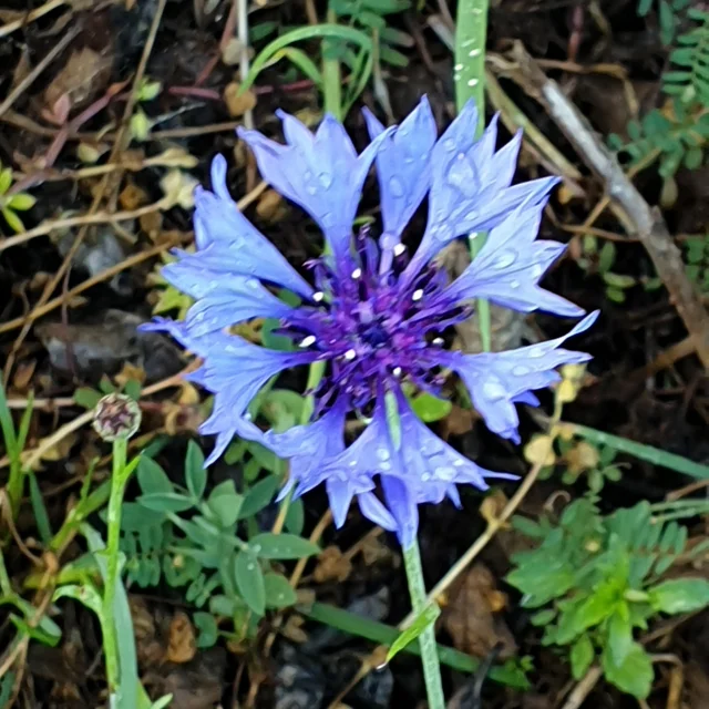 Bleuet