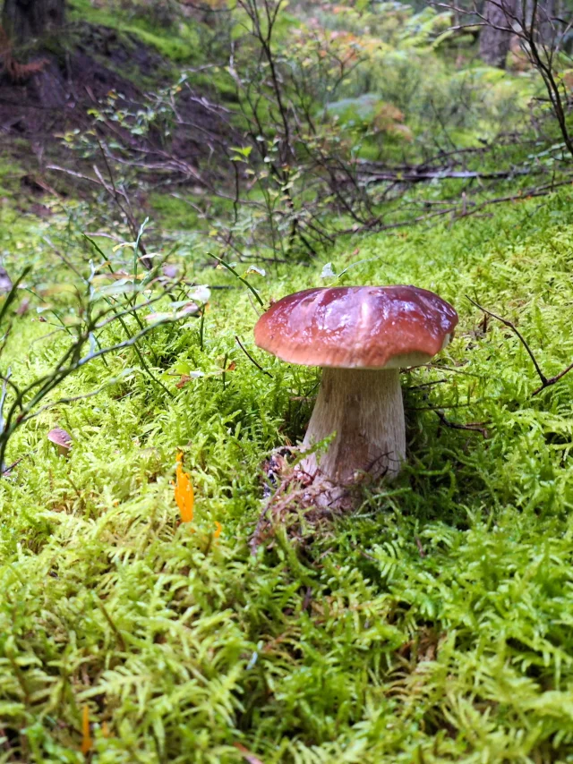Cèpes dans les bois du Chambon-sur-Lignon