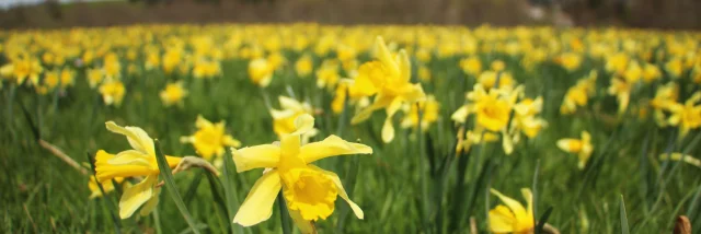 Jonquilles