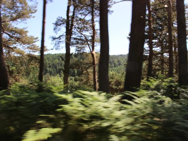 Forêt depuis le Velay-Express